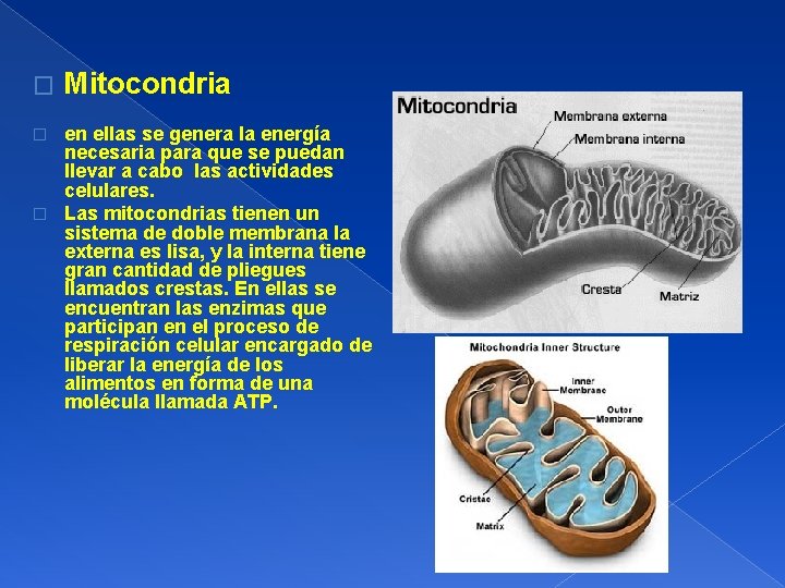 � Mitocondria en ellas se genera la energía necesaria para que se puedan llevar