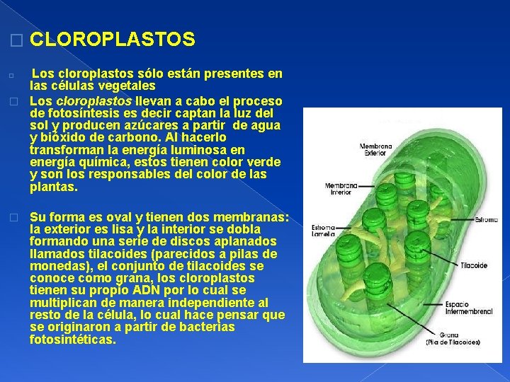 � CLOROPLASTOS Los cloroplastos sólo están presentes en las células vegetales � Los cloroplastos