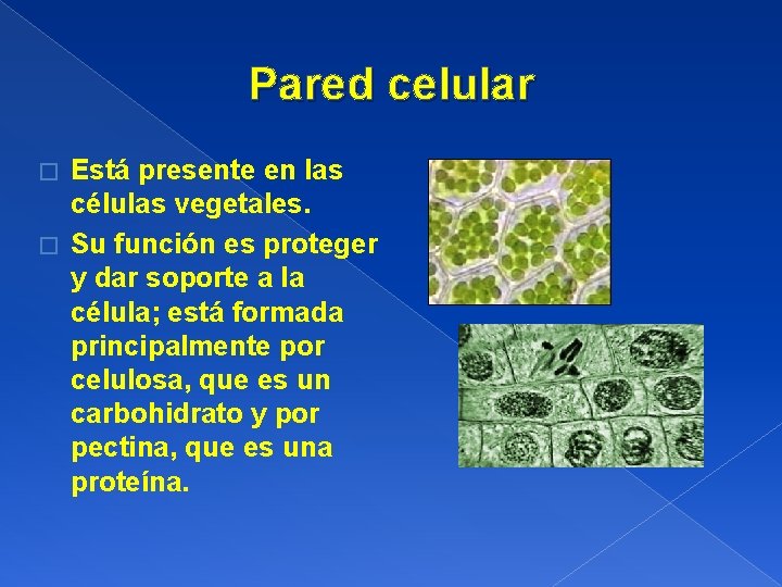 Pared celular Está presente en las células vegetales. � Su función es proteger y