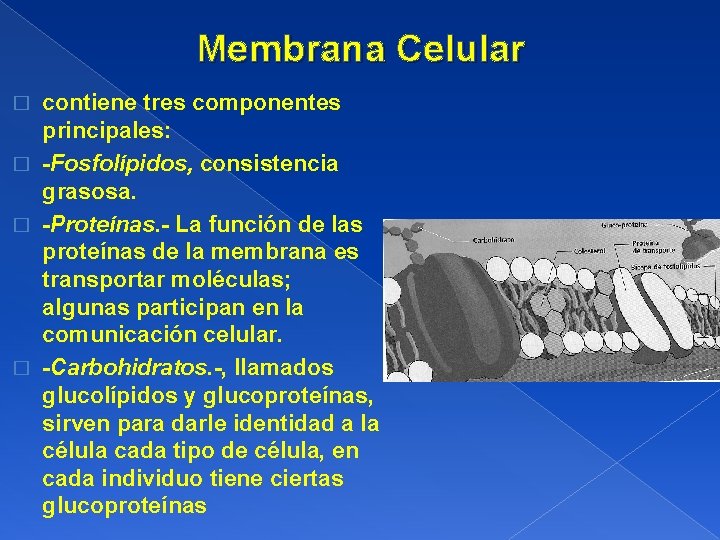 Membrana Celular contiene tres componentes principales: � -Fosfolípidos, consistencia grasosa. � -Proteínas. - La