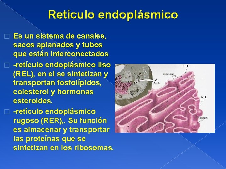 Retículo endoplásmico Es un sistema de canales, sacos aplanados y tubos que están interconectados