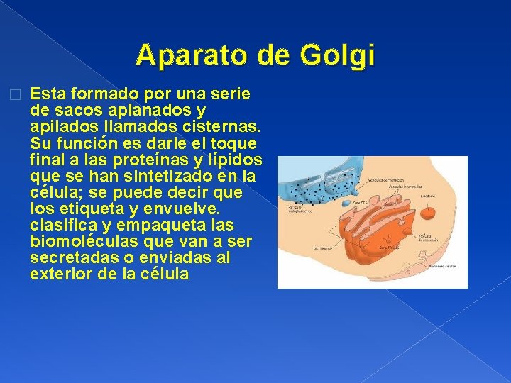 Aparato de Golgi � Esta formado por una serie de sacos aplanados y apilados