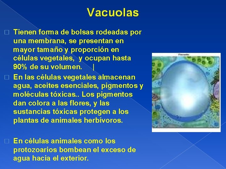 Vacuolas Tienen forma de bolsas rodeadas por una membrana, se presentan en mayor tamaño