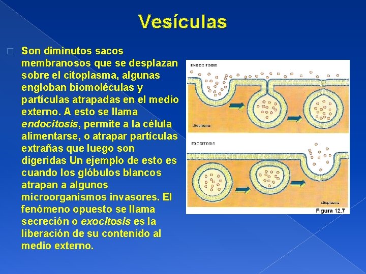 Vesículas � Son diminutos sacos membranosos que se desplazan sobre el citoplasma, algunas engloban