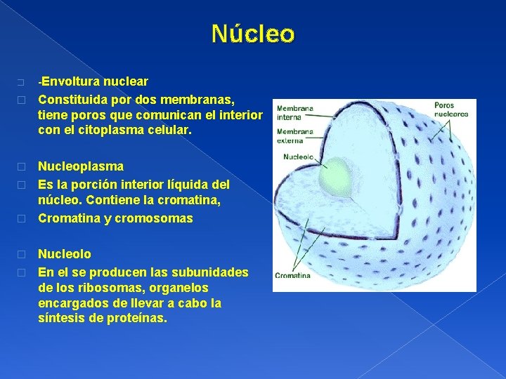 Núcleo � -Envoltura nuclear � Constituida por dos membranas, tiene poros que comunican el