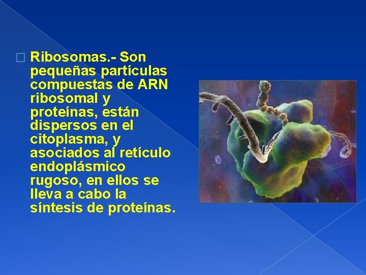 � Ribosomas. - Son pequeñas partículas compuestas de ARN ribosomal y proteínas, están dispersos