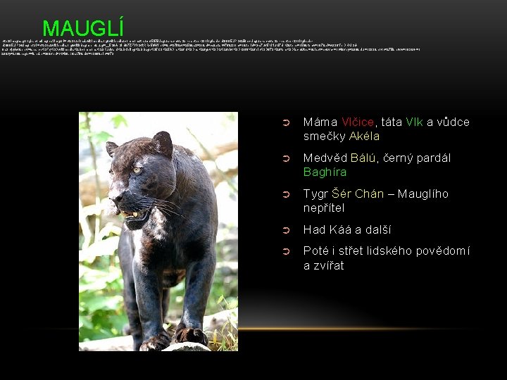 MAUGLÍ http: //images. google. com/imgres? imgurl=http: //upload. wikimedia. org/wikipedia/commons/thumb/5/55/Jaguar-schwarzer-panther-zoologie. de-nk 0005. JPG/250 px-Jaguar-schwarzer-panther-zoologie. denk