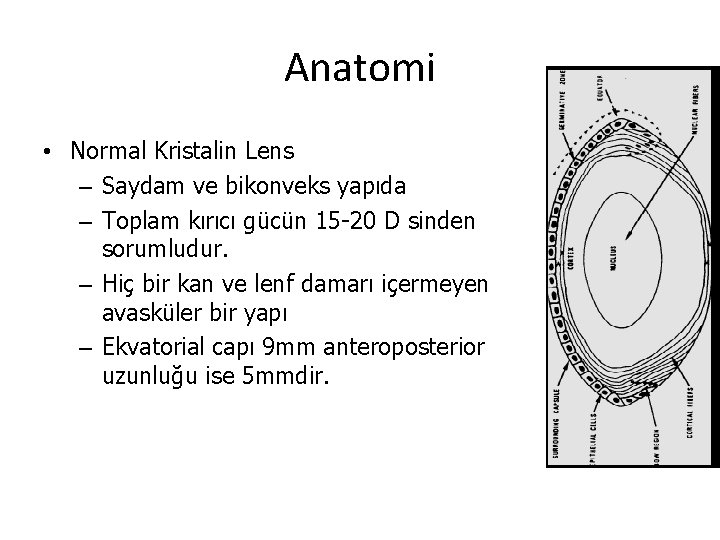 Anatomi • Normal Kristalin Lens – Saydam ve bikonveks yapıda – Toplam kırıcı gücün