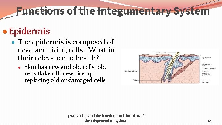 Functions of the Integumentary System ● Epidermis ● The epidermis is composed of dead