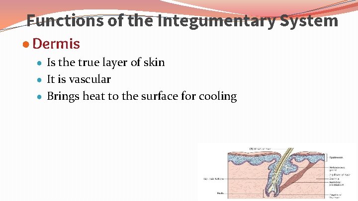 Functions of the Integumentary System ● Dermis ● Is the true layer of skin