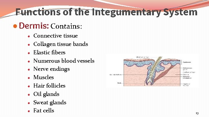 Functions of the Integumentary System ● Dermis: Contains: ● ● ● ● ● Connective