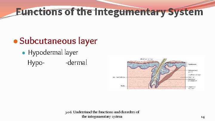 Functions of the Integumentary System ● Subcutaneous layer ● Hypodermal layer Hypo- -dermal 3.