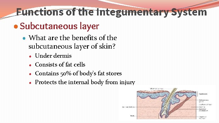 Functions of the Integumentary System ● Subcutaneous layer ● What are the benefits of