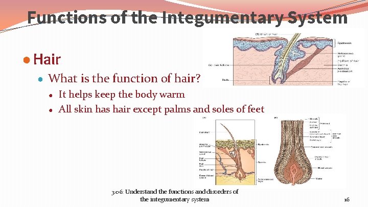 Functions of the Integumentary System ● Hair ● What is the function of hair?