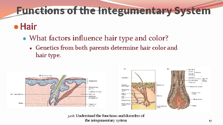Functions of the Integumentary System ● Hair ● What factors influence hair type and