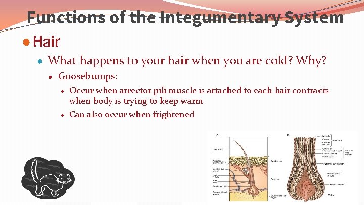 Functions of the Integumentary System ● Hair ● What happens to your hair when