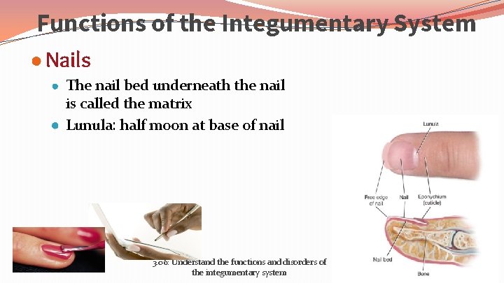 Functions of the Integumentary System ● Nails ● The nail bed underneath the nail