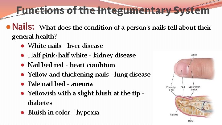 Functions of the Integumentary System ● Nails: What does the condition of a person’s