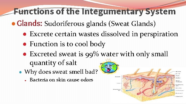 Functions of the Integumentary System ● Glands: Sudoriferous glands (Sweat Glands) ● Excrete certain