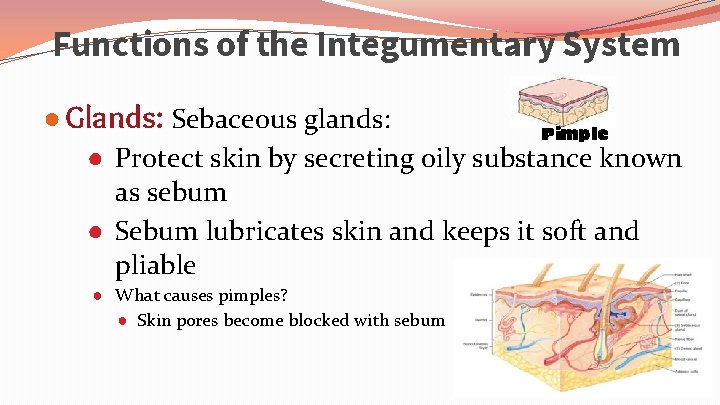 Functions of the Integumentary System ● Glands: Sebaceous glands: Pimple ● Protect skin by