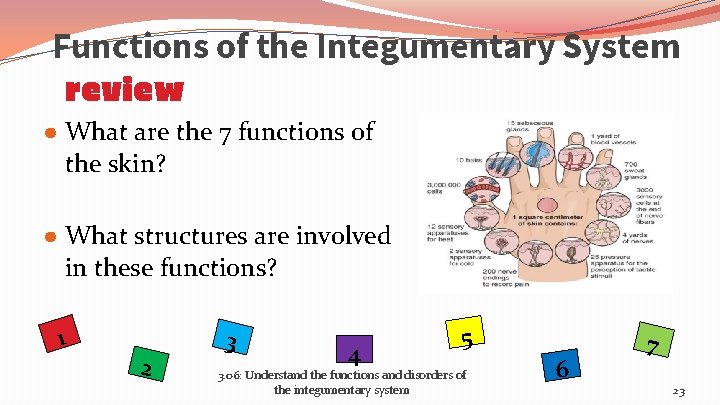 Functions of the Integumentary System review ● What are the 7 functions of the