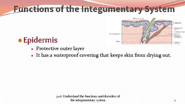 Functions of the Integumentary System ● Epidermis ● ● Protective outer layer It has