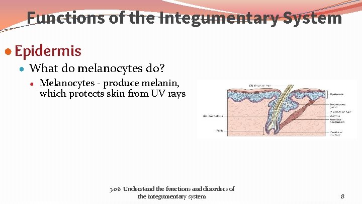 Functions of the Integumentary System ● Epidermis ● What do melanocytes do? ● Melanocytes