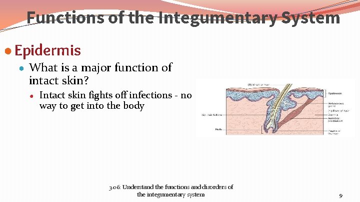 Functions of the Integumentary System ● Epidermis ● What is a major function of