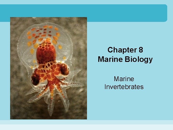 Chapter 8 Marine Biology Marine Invertebrates 