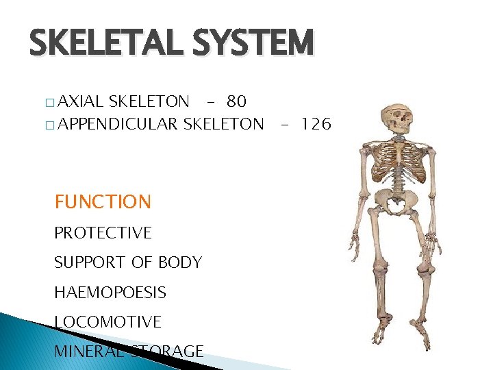 SKELETAL SYSTEM � AXIAL SKELETON - 80 � APPENDICULAR SKELETON - 126 FUNCTION PROTECTIVE