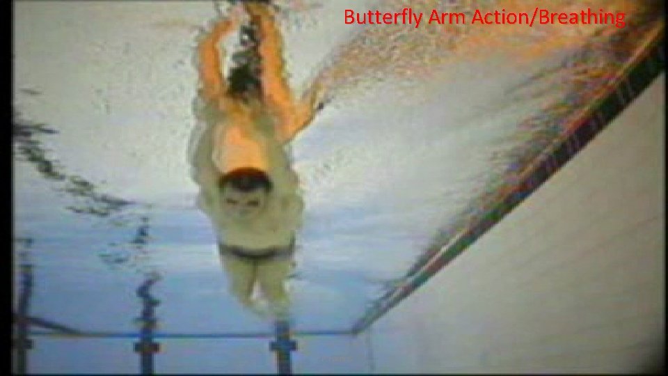 Butterfly Arm Action/Breathing F. P. Furniss 