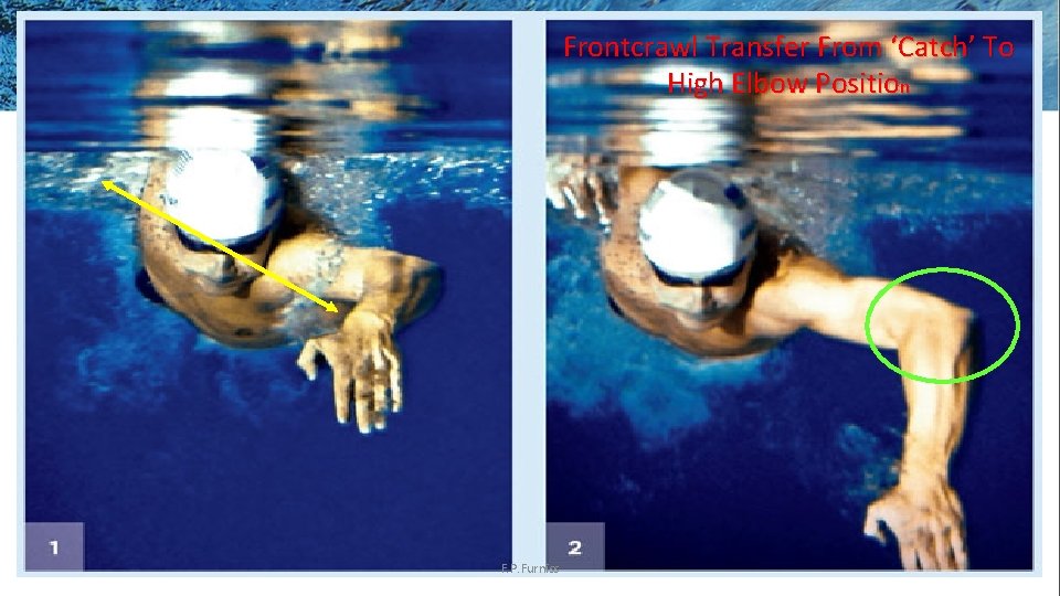 Frontcrawl Transfer From ‘Catch’ To High Elbow Position F. P. Furniss 