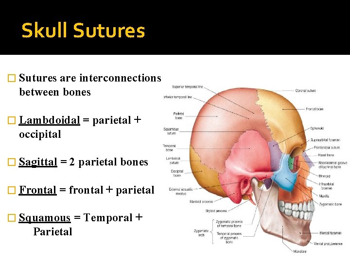 Skull Sutures � Sutures are interconnections between bones � Lambdoidal = parietal + occipital