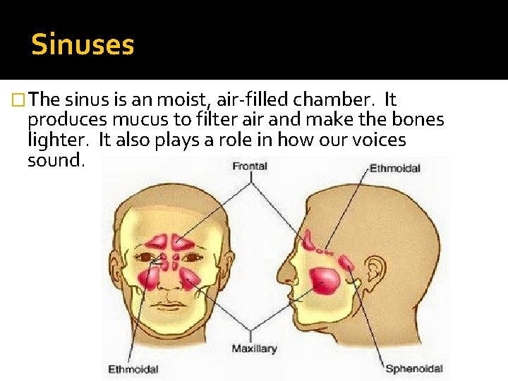 Sinuses �The sinus is an moist, air-filled chamber. It produces mucus to filter air