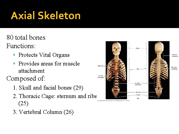 Axial Skeleton 80 of: total bones Functions: 1. Skull and facial bones (29) Protects