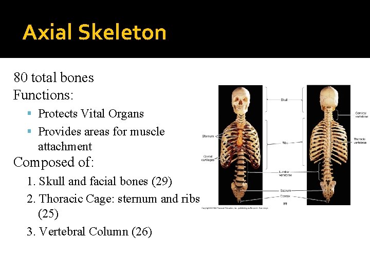 Axial Skeleton 80 of: total bones Functions: 1. Skull and facial bones (29) Protects