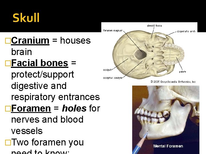Skull �Cranium = houses brain �Facial bones = protect/support digestive and respiratory entrances �Foramen