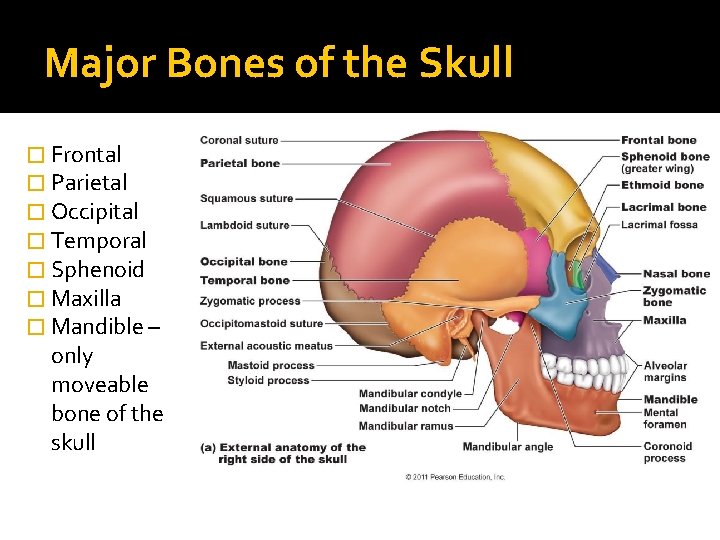 Major Bones of the Skull � Frontal � Parietal � Occipital � Temporal �