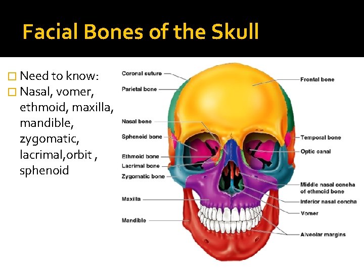 Facial Bones of the Skull � Need to know: � Nasal, vomer, ethmoid, maxilla,