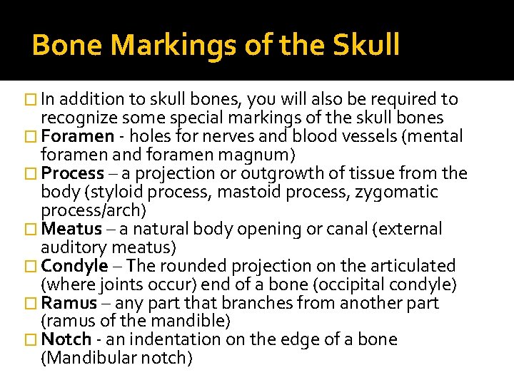 Bone Markings of the Skull � In addition to skull bones, you will also