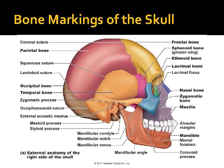 Bone Markings of the Skull 