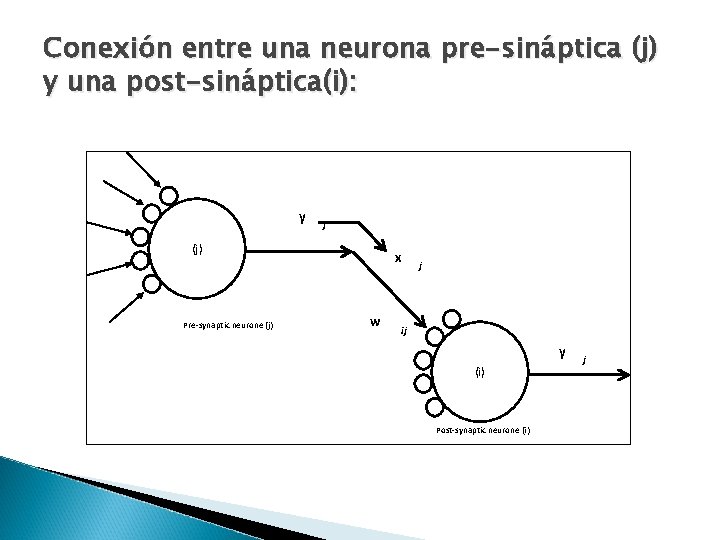 Conexión entre una neurona pre-sináptica (j) y una post-sináptica(i): y j (j) Pre-synaptic neurone