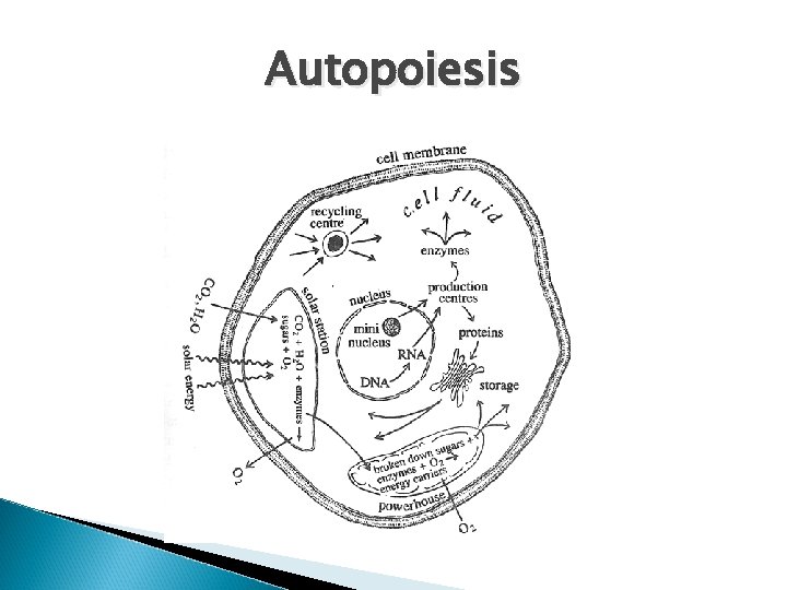 Autopoiesis 