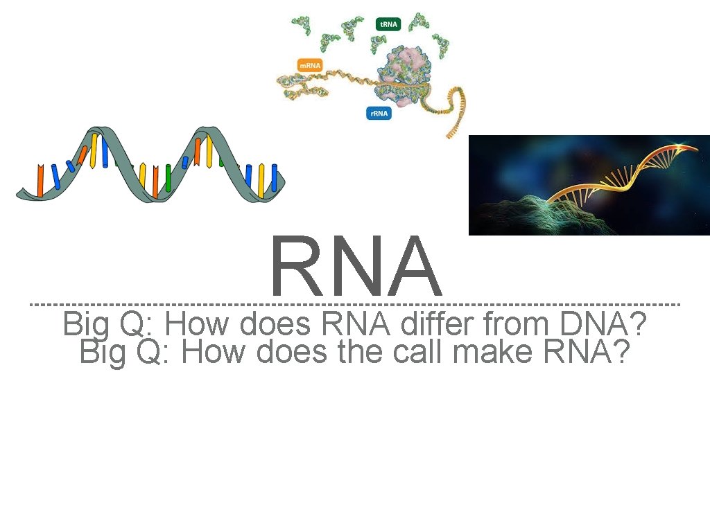 RNA Big Q: How does RNA differ from DNA? Big Q: How does the