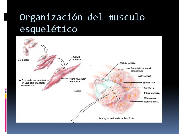 Organización del musculo esquelético 