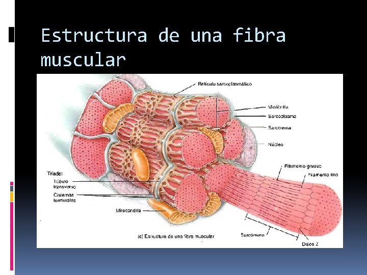Estructura de una fibra muscular 