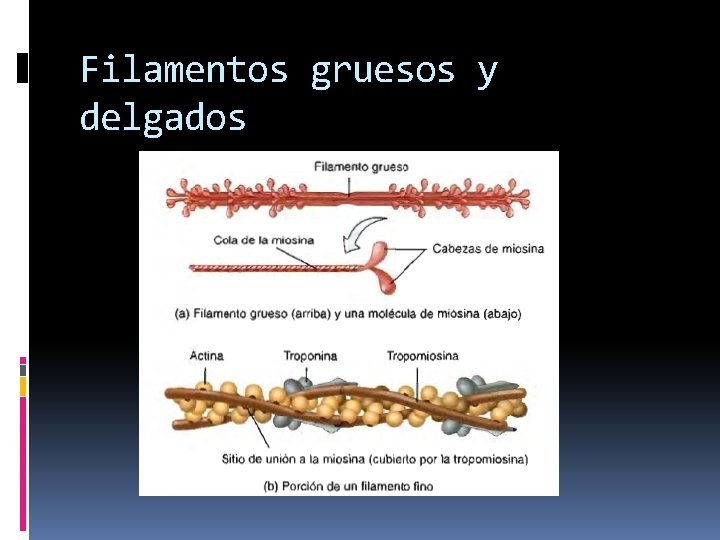 Filamentos gruesos y delgados 