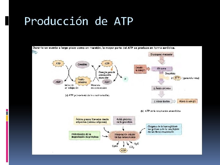 Producción de ATP 