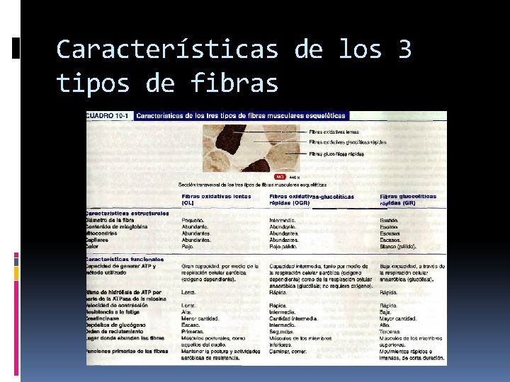 Características de los 3 tipos de fibras 