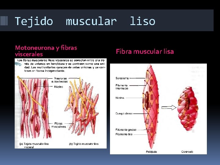 Tejido muscular Motoneurona y fibras viscerales liso Fibra muscular lisa 